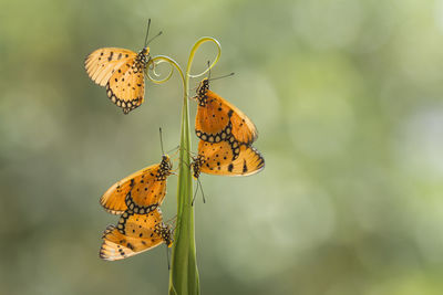 Close-up of butterflies on plant stem