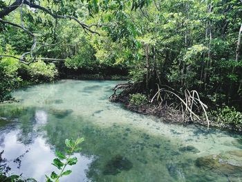 Scenic view of river amidst trees in forest