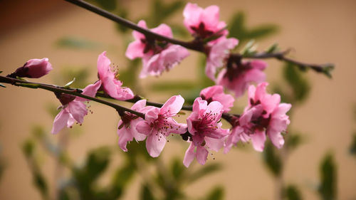 Close-up of pink cherry blossoms