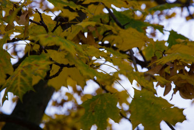 Low angle view of maple leaves