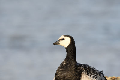 Close-up of a bird