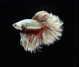 Close-up of fish underwater