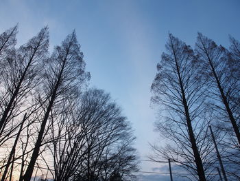 Low angle view of trees against sky