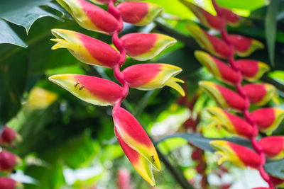 Close-up of red flowering plant