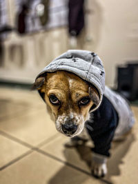 Portrait of dog at home