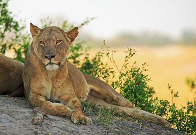 Lioness resting on termite mound