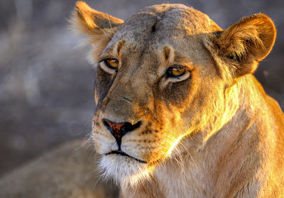 Close-up portrait of a lion