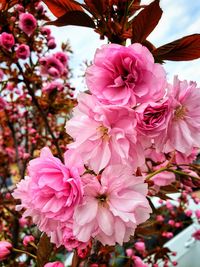 Close-up of pink cherry blossom