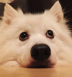 Close-up portrait of a dog