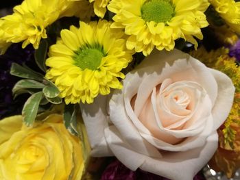 Close-up of fresh yellow roses