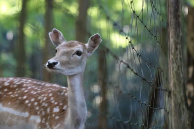 Close-up of giraffe