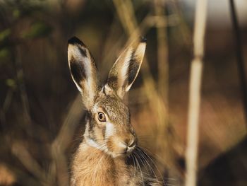 Close-up of a hare