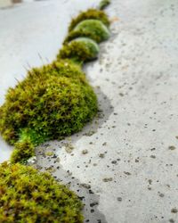 High angle view of moss growing on sand