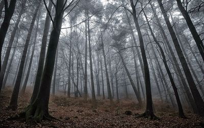 Trees in forest against sky