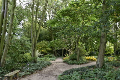 Trees in forest