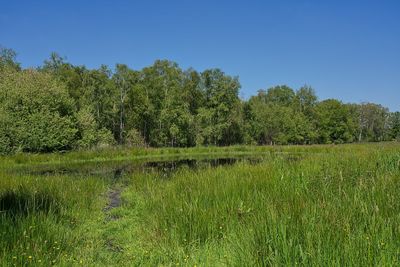 Scenic view of grassy field against clear sky