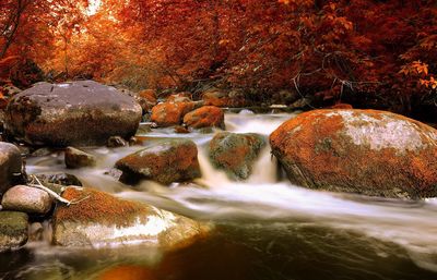 Stream flowing through forest