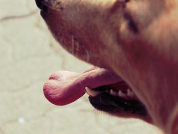 Close-up of animal eye