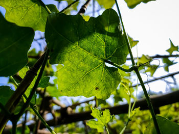 Morning sunlight lighted some ivy gourd leaf close-up shot in the indian agriculture firm.