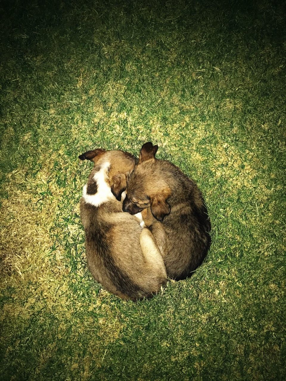 animal themes, high angle view, grass, togetherness, young animal, relaxation, no people, day, nature, domestic animals, mammal, outdoors