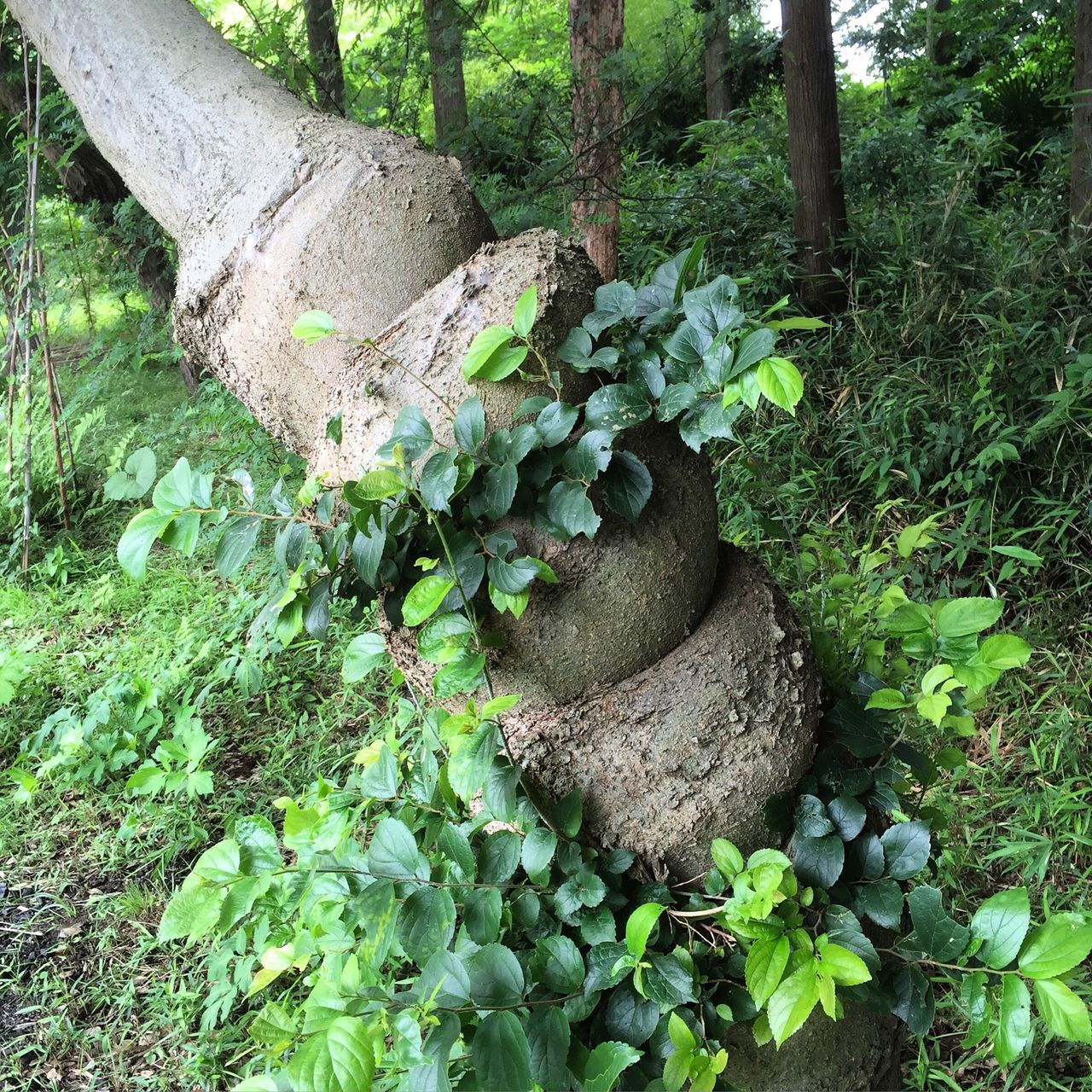 tree, forest, growth, plant, green color, nature, animals in the wild, animal themes, wildlife, one animal, tree trunk, moss, leaf, beauty in nature, rock - object, tranquility, branch, day, outdoors, no people