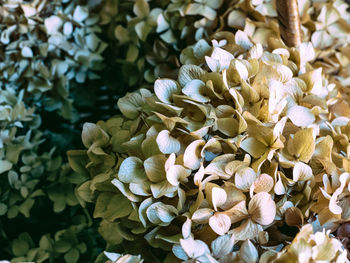 Close-up of white hydrangea