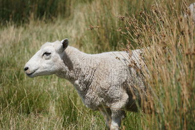 Side view of sheep on field