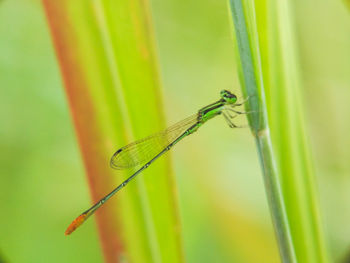 Close-up of damselfly on plant