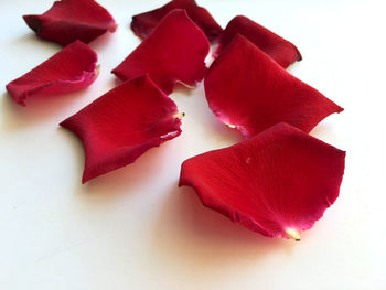 Close-up of pink roses against white background