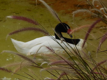 Swimming in pond