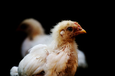 Close-up of bird