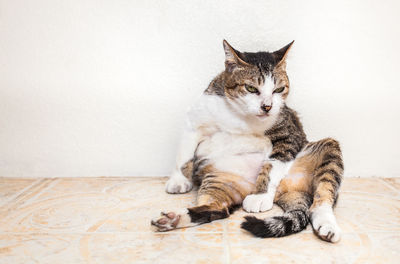 Cat sitting on floor