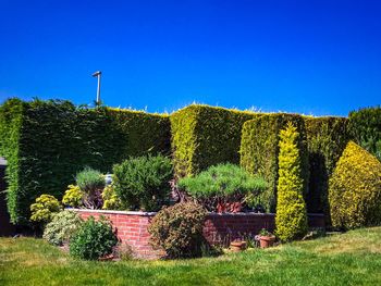 Trees against clear sky