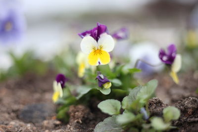 Close-up of purple flowering plant in field