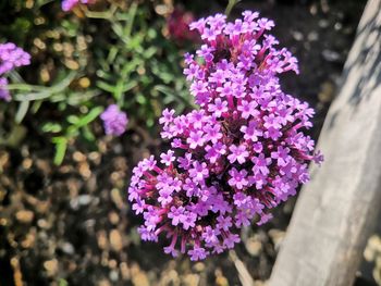 High angle view of pink flowering plant