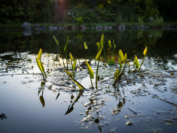 Close-up of lotus water lily in lake