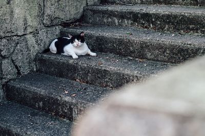 Cat on steps