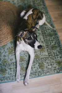 High angle view of dog resting on carpet