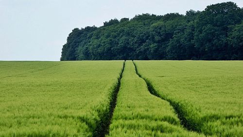 Scenic view of green landscape against sky