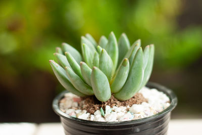 Close-up of succulent plant