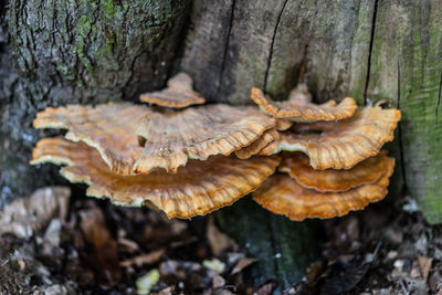 Close-up of tree trunk in forest