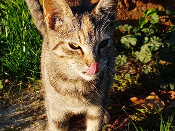Close-up portrait of cat