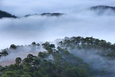 Scenic view of trees in forest against sky