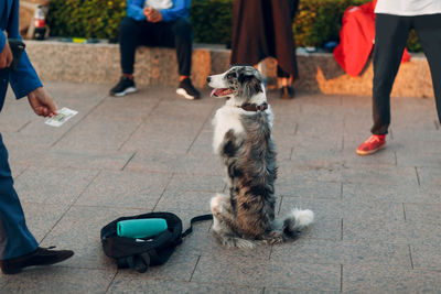 Low section of people with dog on street in city