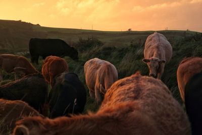 Cows in a field 