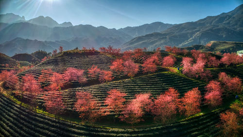 Scenic view of field against sky during autumn