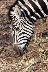 View of a zebra