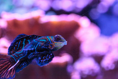 Close-up of fish swimming in aquarium