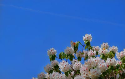 Low angle view of white flowers blooming against blue sky