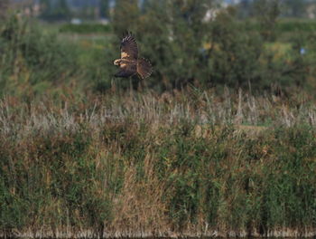 Bird flying over a field